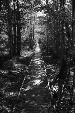 Dream On Black & White - NHP97b Dream On Black & White - NHP97b